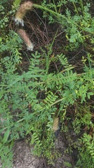 Dalea phleoides phleoides