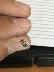 Acalymma trivittatum