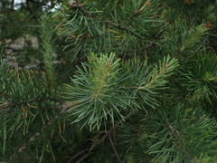 Pinus sylvestris