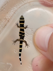 Sphaerodactylus nigropunctatus