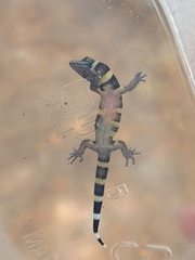 Sphaerodactylus nigropunctatus