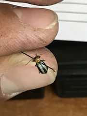 Acalymma trivittatum