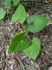 Lunaria annua