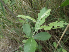 Salix cinerea