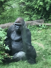 Gorilla