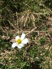 Ranunculus pyrenaeus