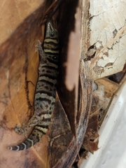 Sphaerodactylus nigropunctatus