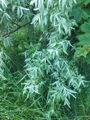 Elaeagnus angustifolia