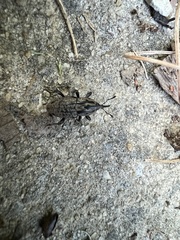 Sphenophorus cariosus