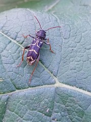 Xylotrechus antilope