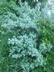 Elaeagnus angustifolia