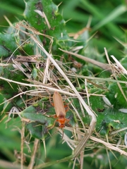 Cantharis pallida