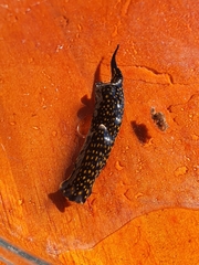 Biuve fulvipunctata