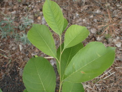 Prunus serotina