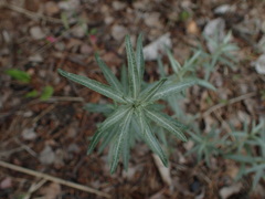 Hippophae rhamnoides
