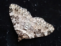 Xanthorhoe fluctuata