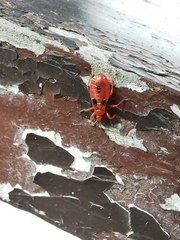 Labidocoris pectoralis