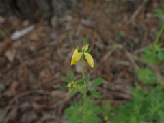Lotus corniculatus