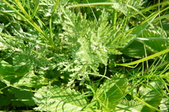 Artemisia pontica