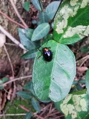 Platycorynus ignicollis