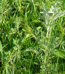 Artemisia pontica