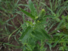 Veronica longifolia