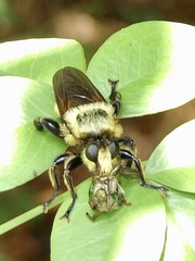 Laphria grossa