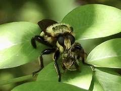Laphria grossa
