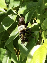 Laphria grossa