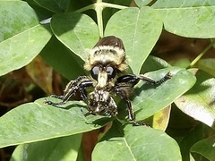Laphria grossa