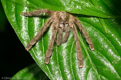 Caribena laeta