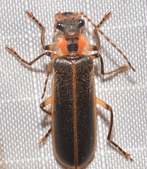 Podabrus basillaris