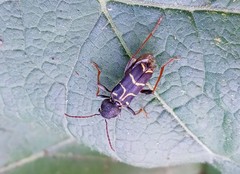 Xylotrechus antilope