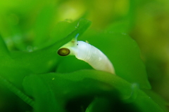 Caecum californicum