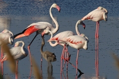Phoenicopterus roseus