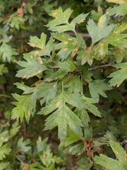 Crataegus stevenii