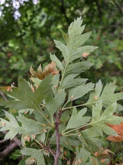 Crataegus stevenii