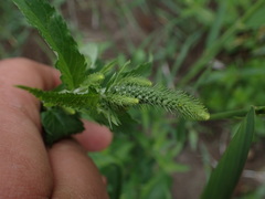 Veronica longifolia