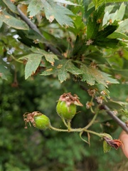 Crataegus stevenii