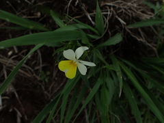 Viola arvensis