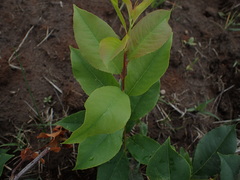 Prunus serotina