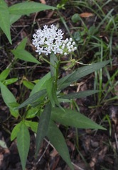 Asclepias perennis image