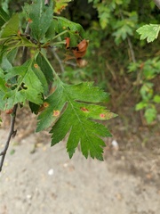Crataegus stevenii