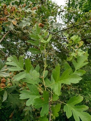 Crataegus stevenii
