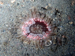 Actinostella flosculifera