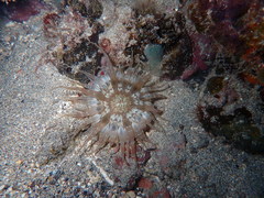 Actinostella flosculifera