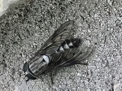 Tabanus trimaculatus