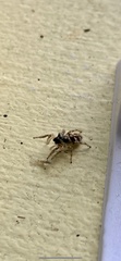 Salticus scenicus