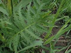 Tanacetum vulgare