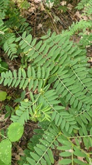 Vicia cassubica